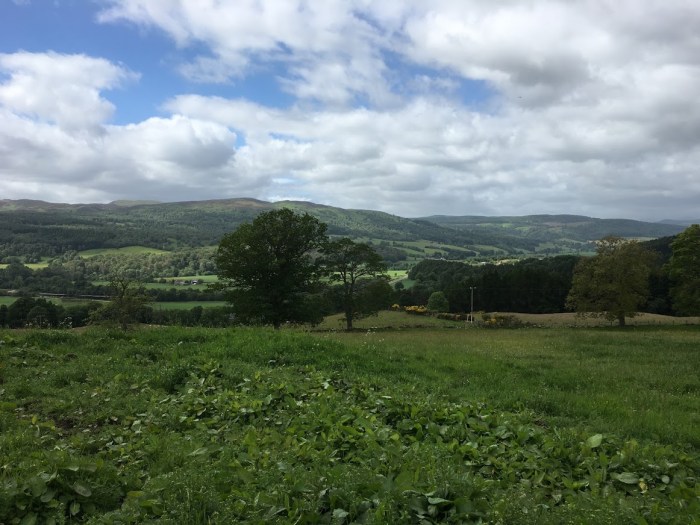 View of field from Fleming house to the line of trees.