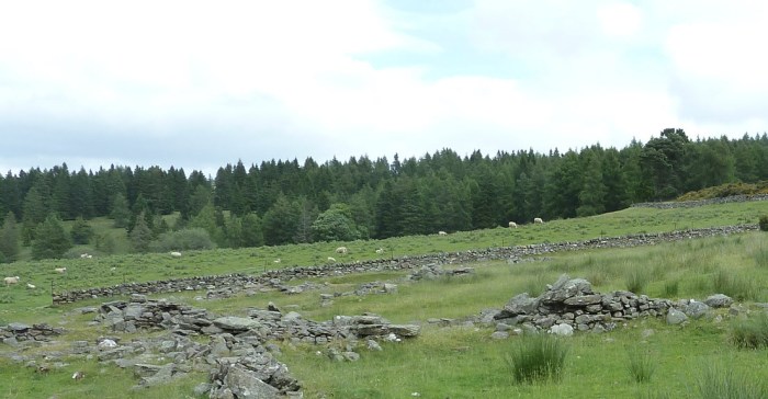P1040348-cragg-sheep-2